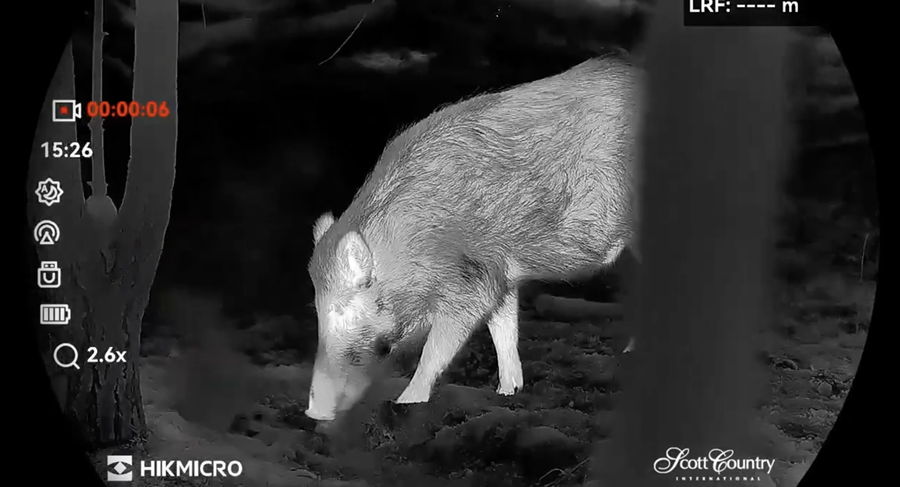 Thermal Wild Boar